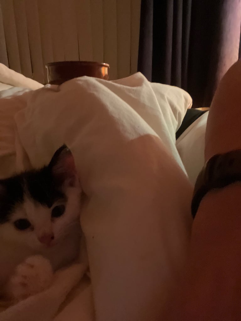 Little girl kitten, eight weeks old