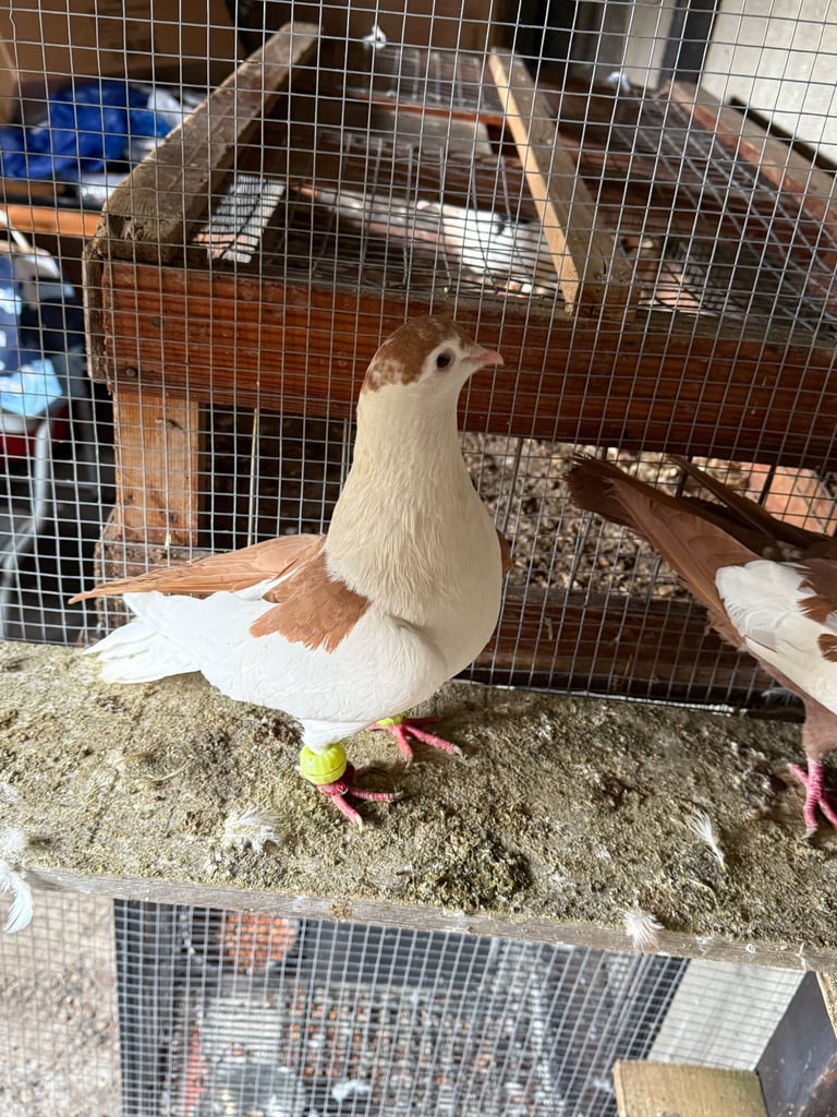 Afghan pigeons 