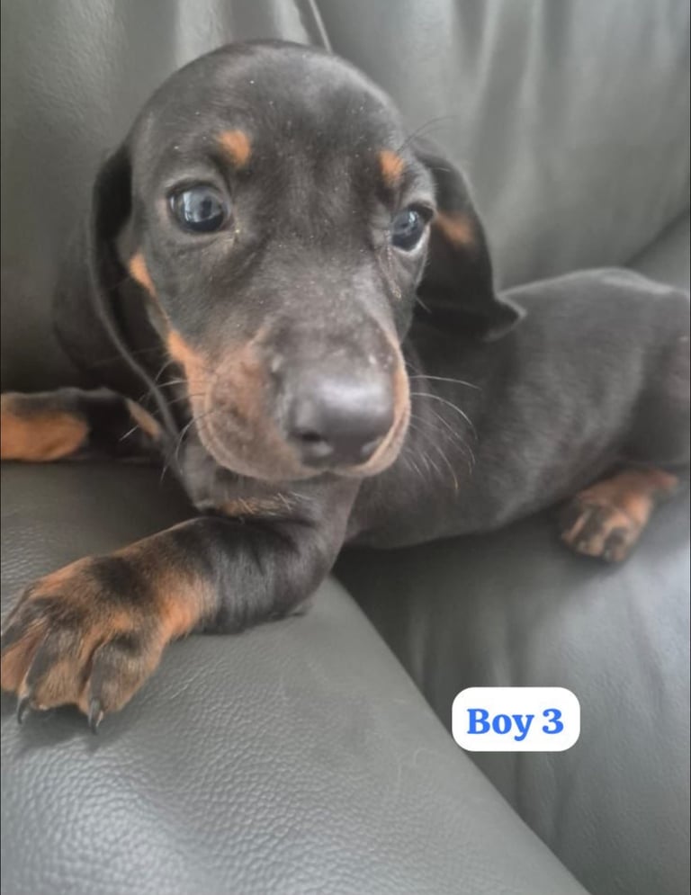 Dachshund Puppies
