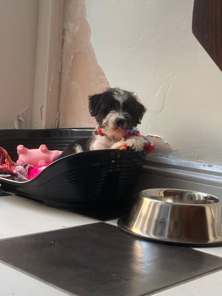 Rehoming only to a good home
