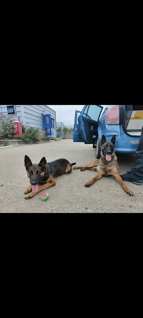6 adorable Belgian malinois puppy's for sale 