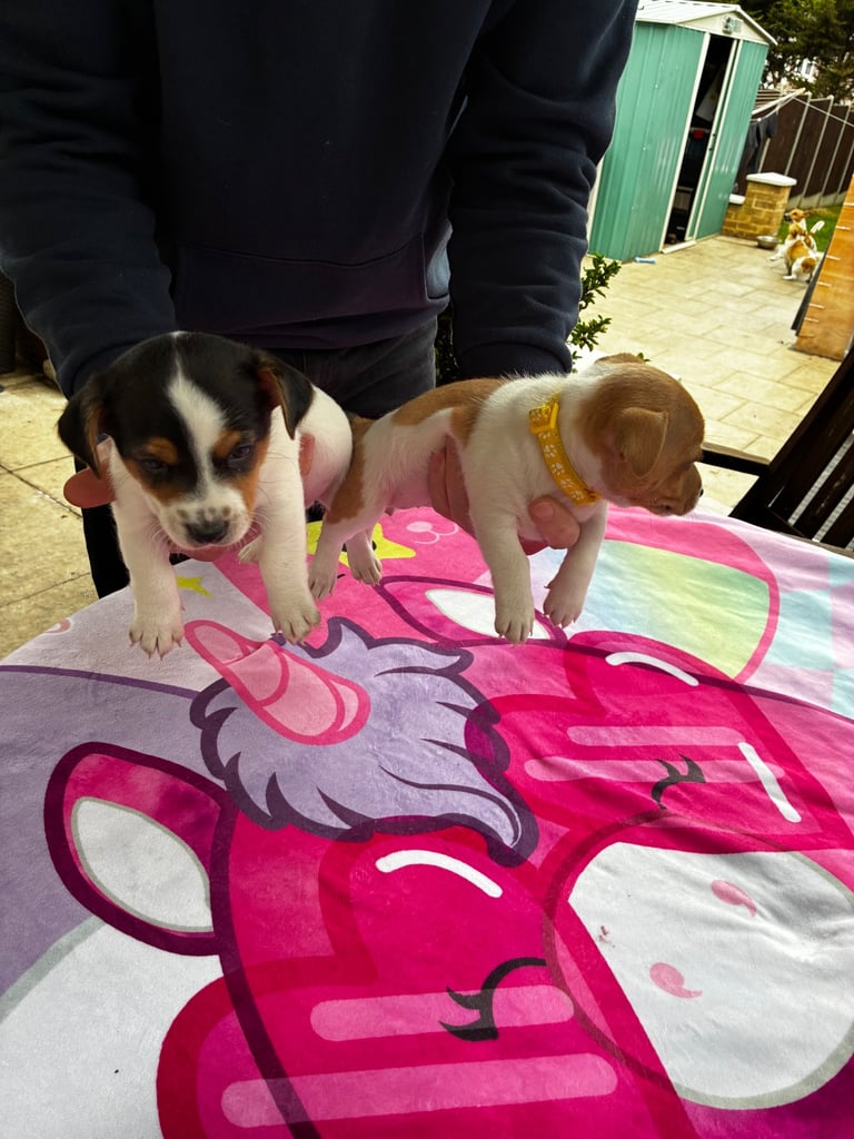 Jack Russell