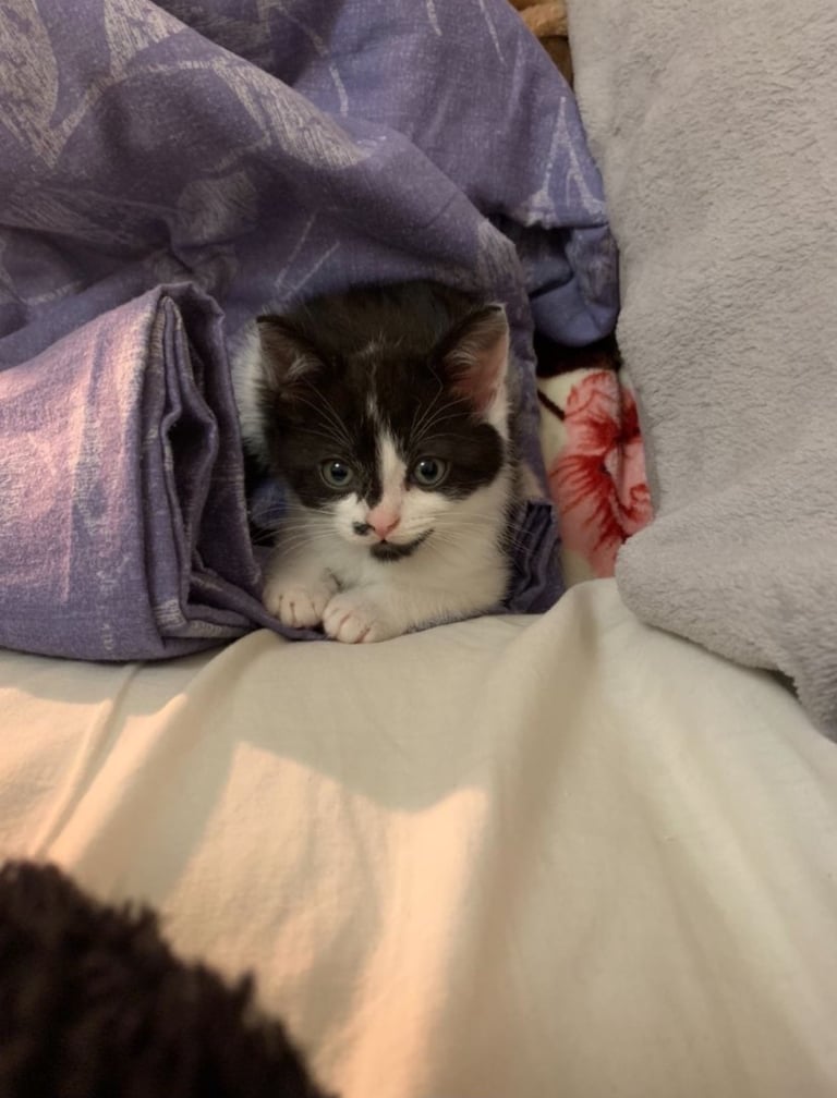 kitten