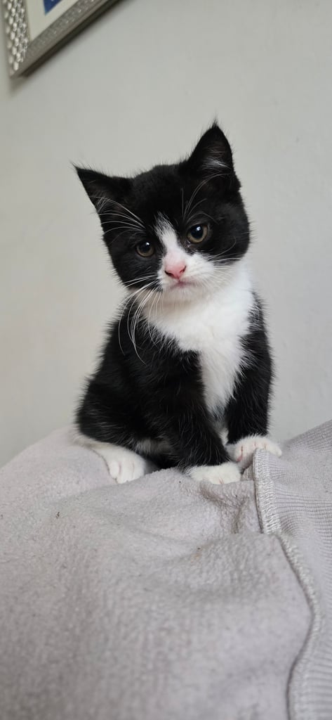 4 Fluffy kittens for sale