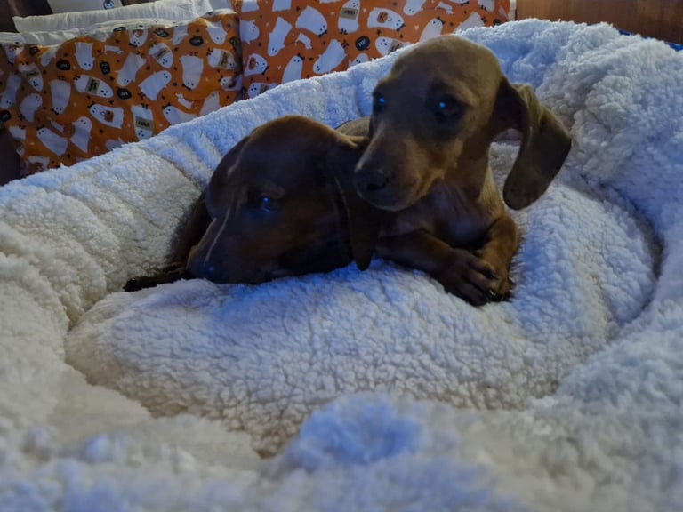 Beautiful full breed dachshund puppys