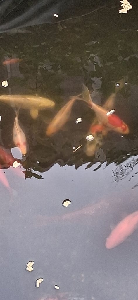 image for Pond Fish For Sale