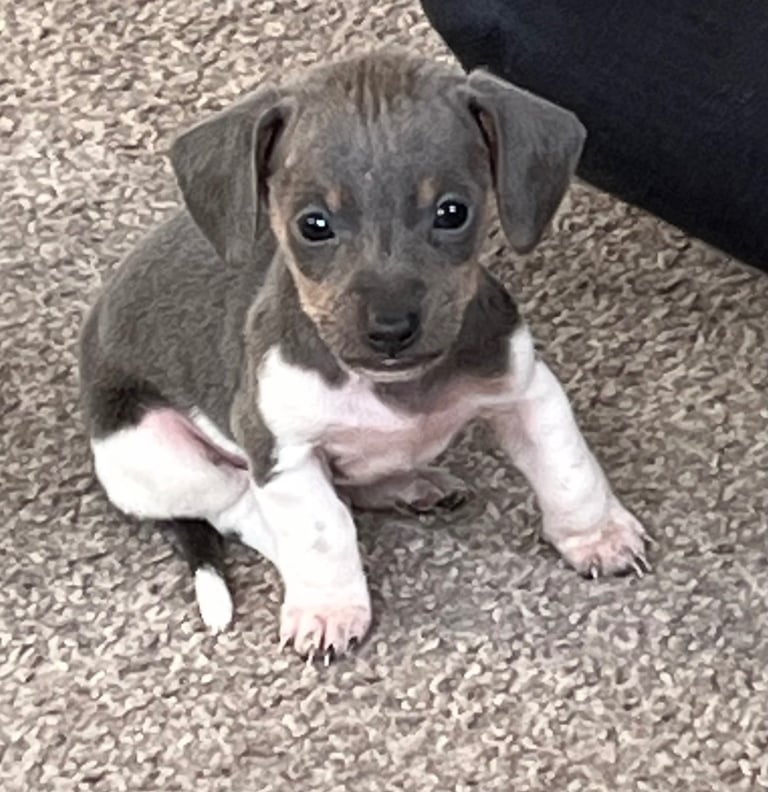  Based in crook county durhamMicro mini dachshunds 