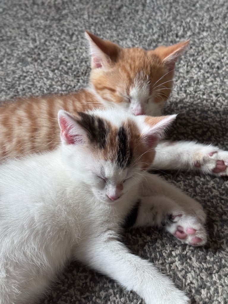 image for 3 X beautiful Persian cross kittens 
