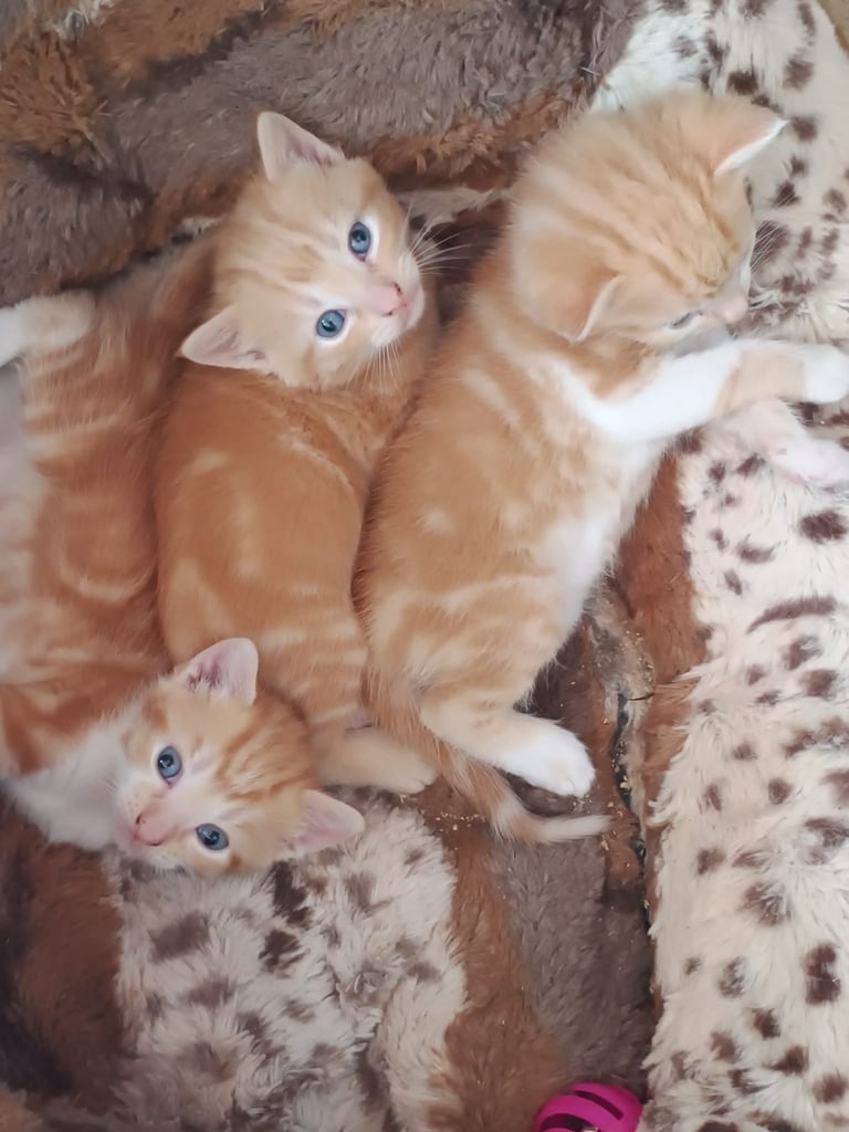 4 Male Kittens 