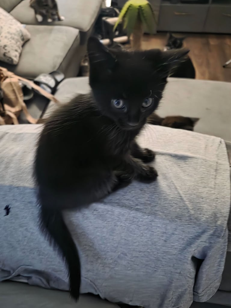 Playful, Litter-Trained Kittens Seeking Fun Families! 
