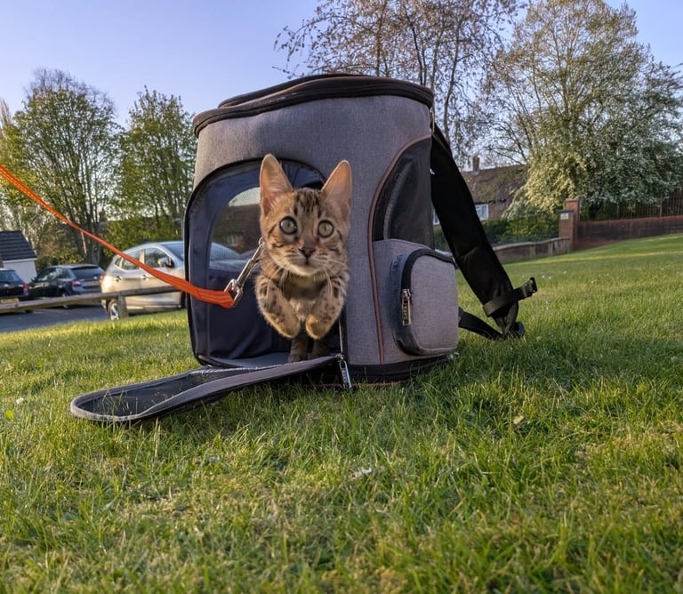 Leash trained Bengal Female looking for home 