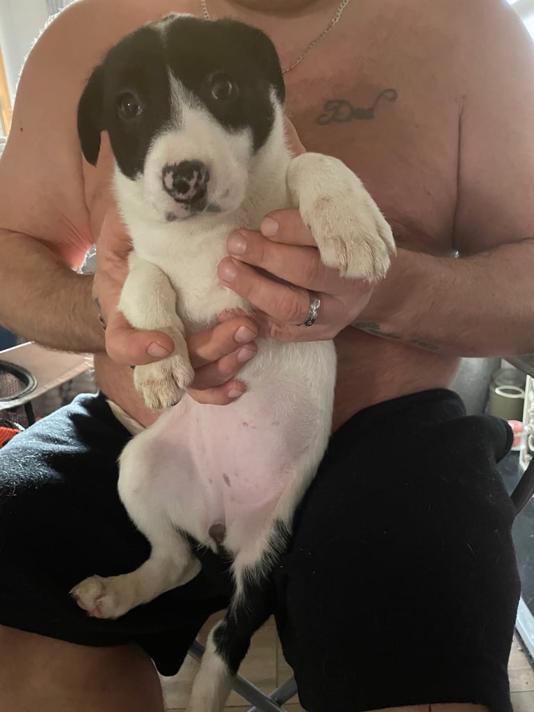 Border collie puppy’s 