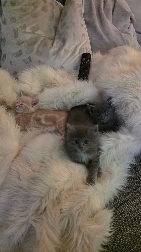 4 half ragdoll kittens - 2 grey fluffy female 2 ginger male