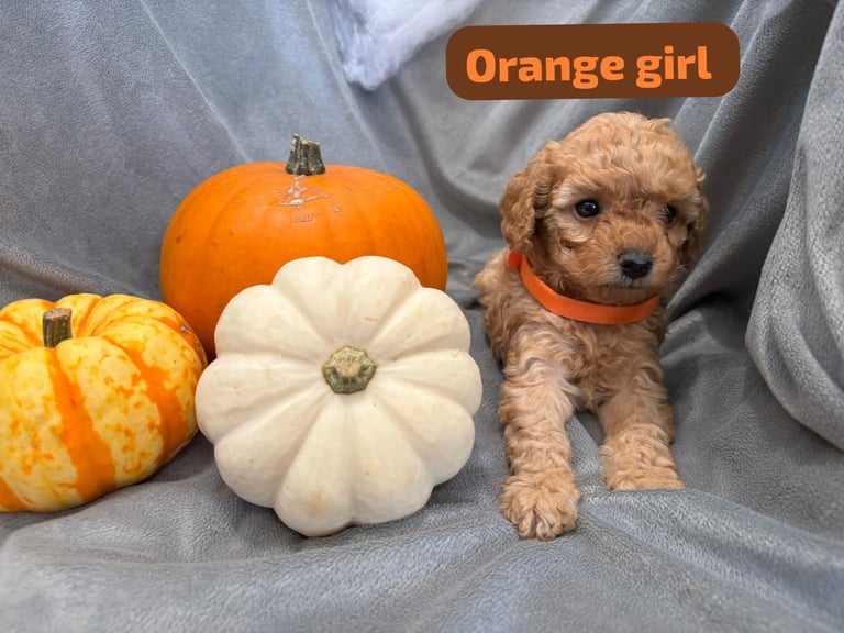 CAVAPOOCHON PUPPIES!!