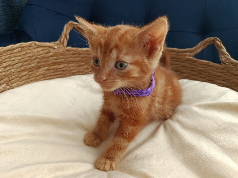Adorable Kittens - domestic shorthair