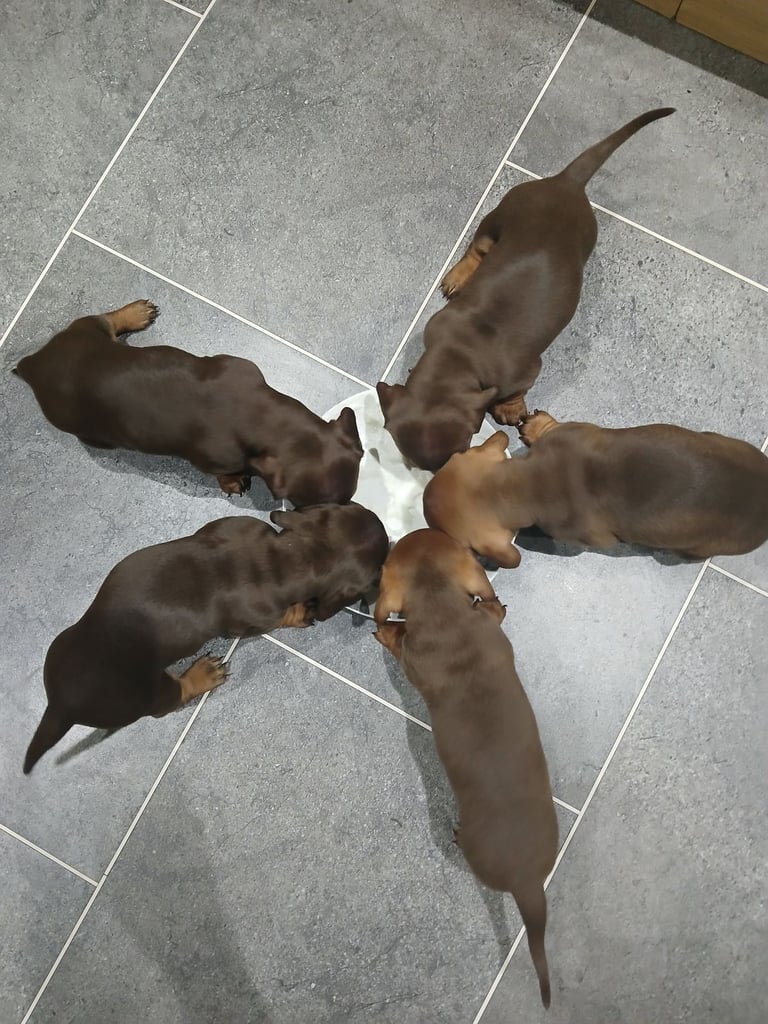  Miniature dachshunds all female