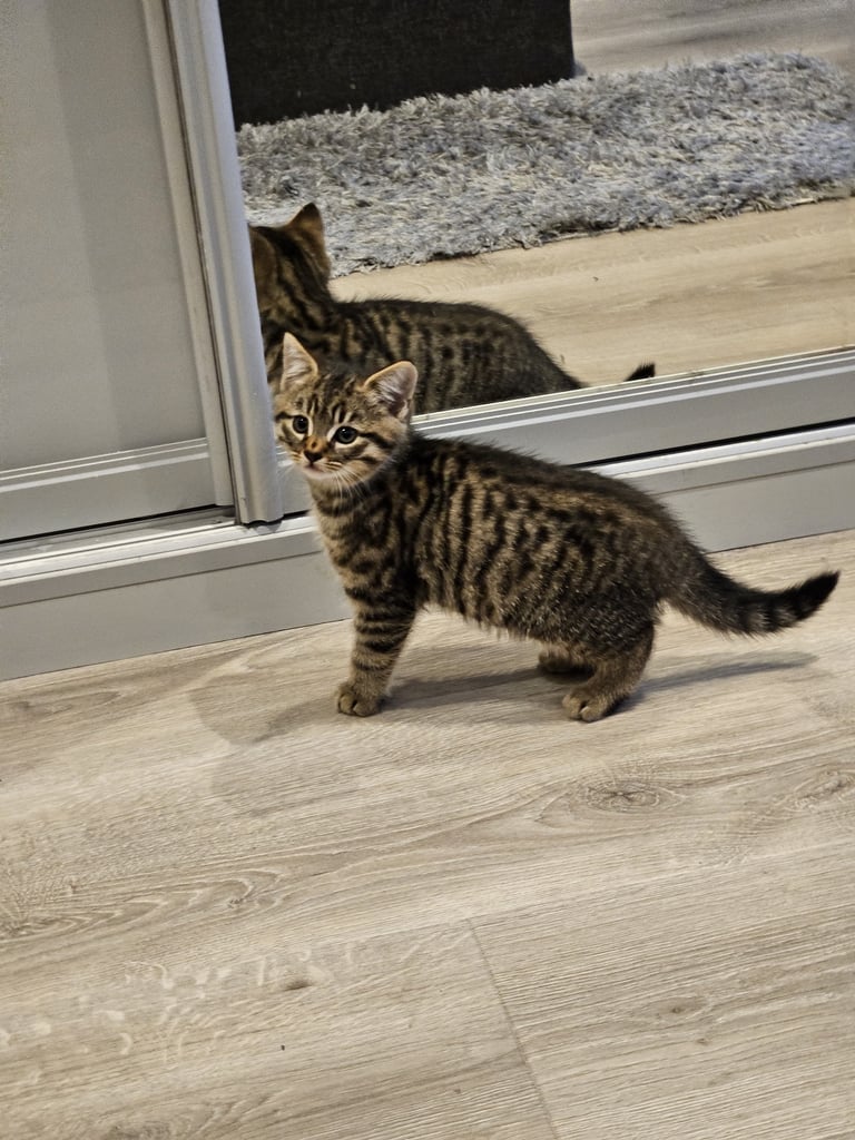 3x mixed bengal kittens 