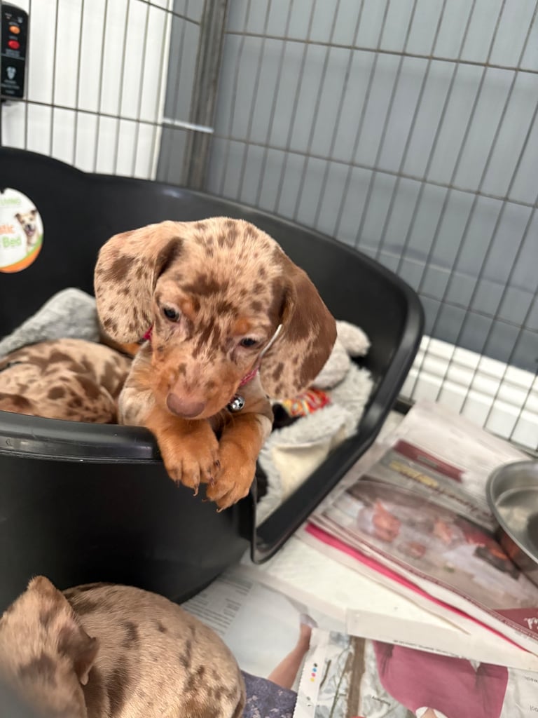ONLY TWO LEFT ❤️❤️…….Beautiful litter of dachshund puppies 
