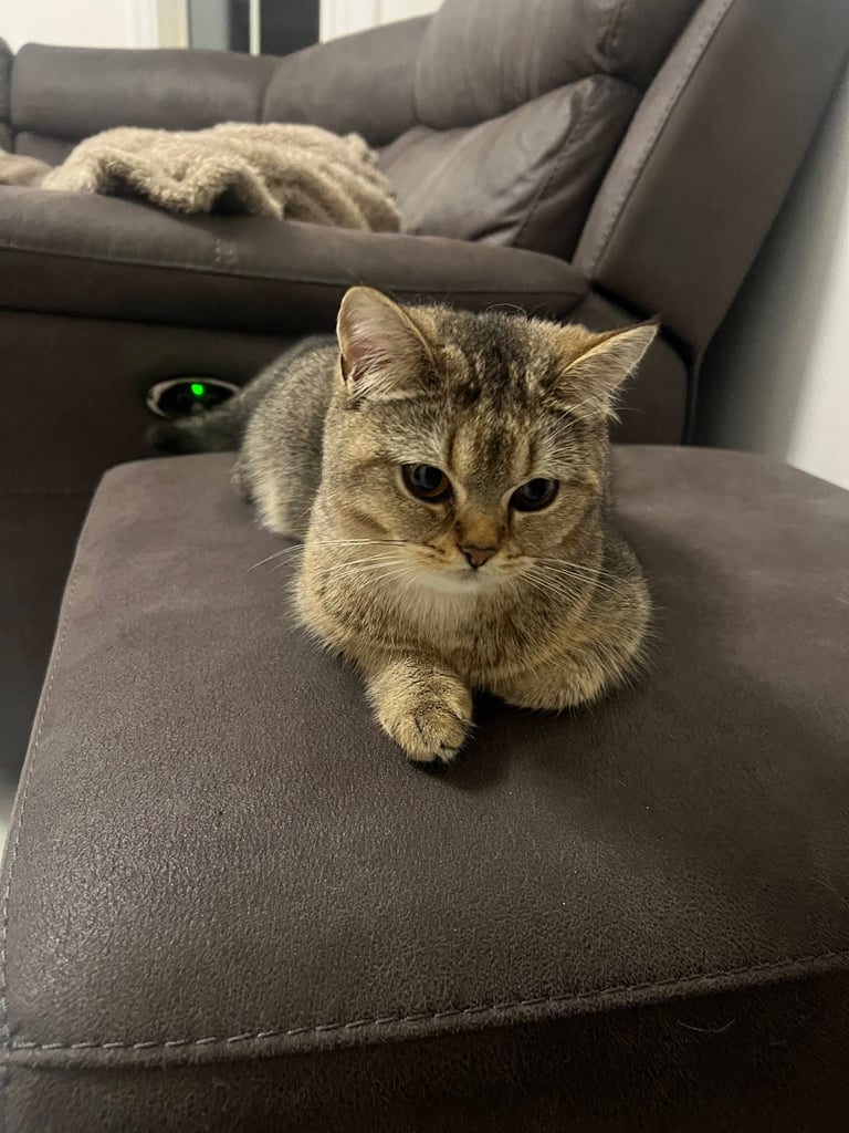 Golden Shaded Brown British Shorthair Female