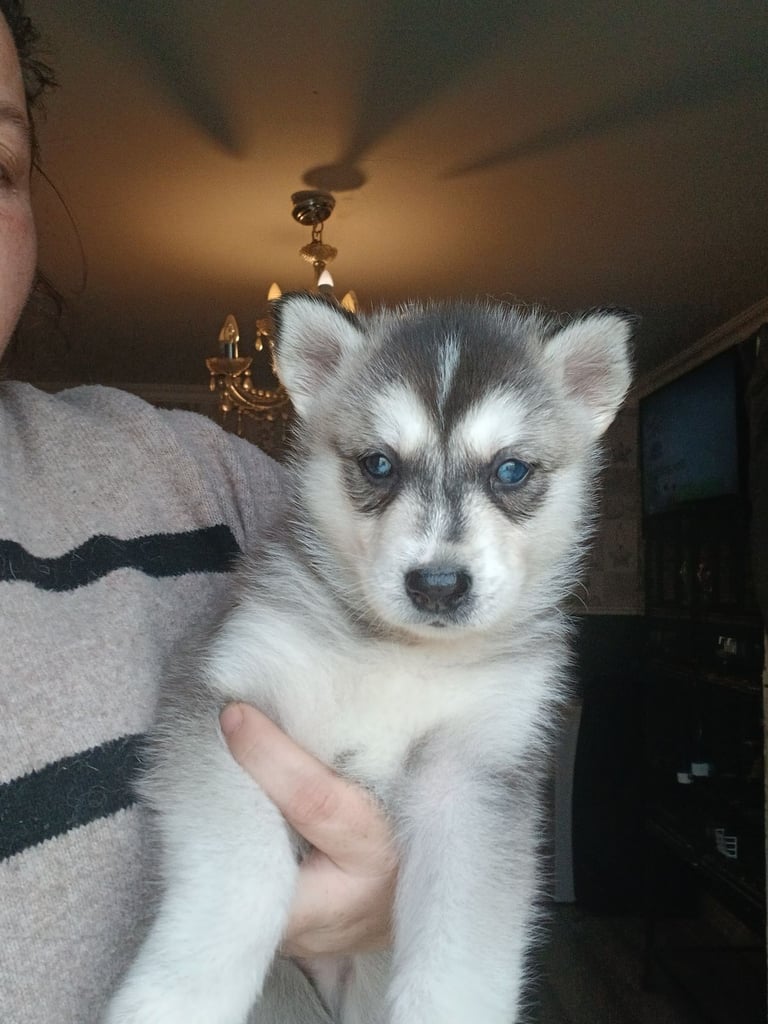 Stunning husky pups for sale