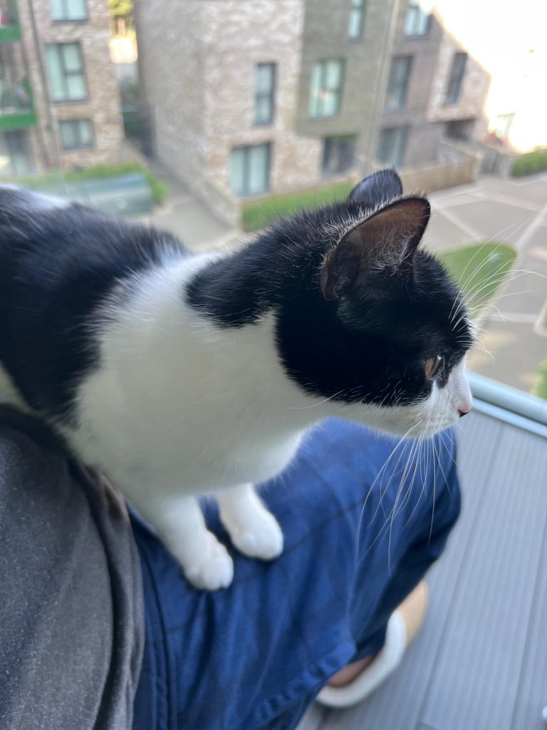 Black and white female cat