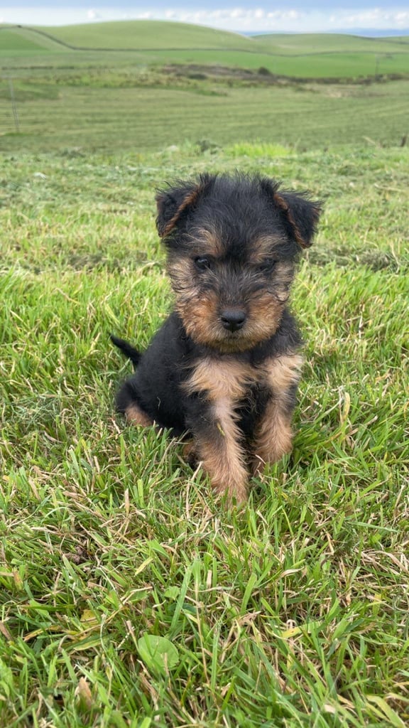 Yorkshire Border Lakeland Lakeland Terrier Dogs Puppies For Sale