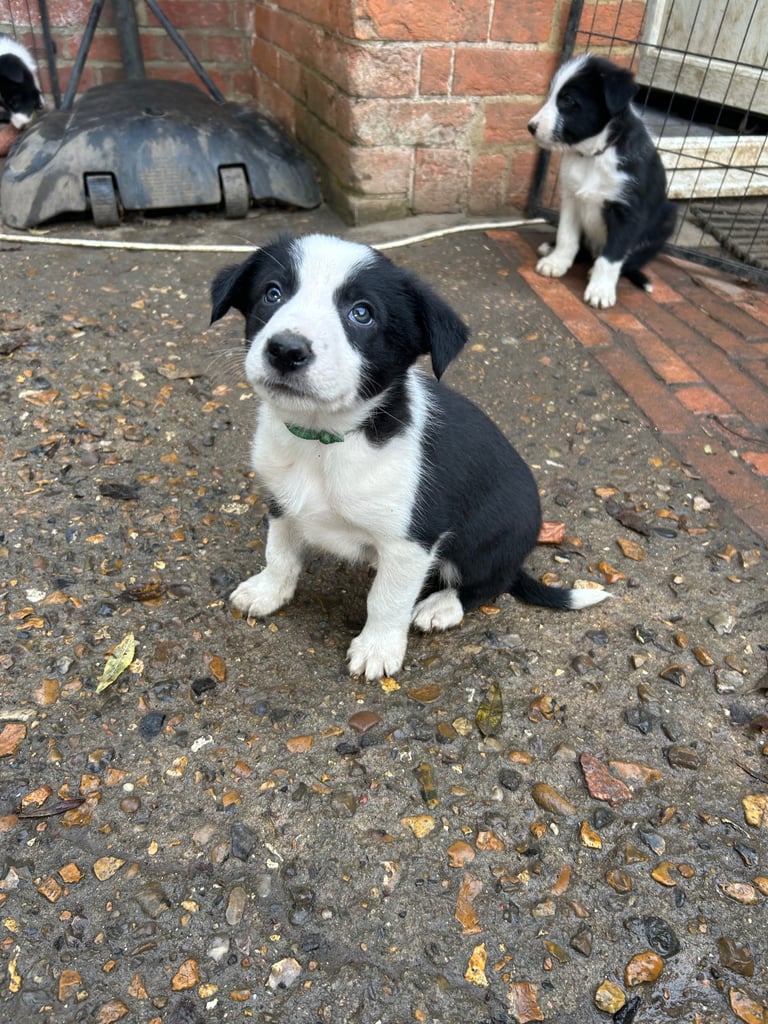 Border Collie Puppies for sale