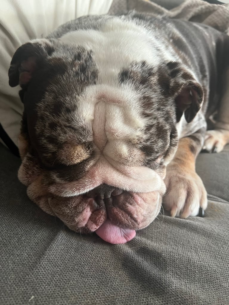 British Mearle Bulldog