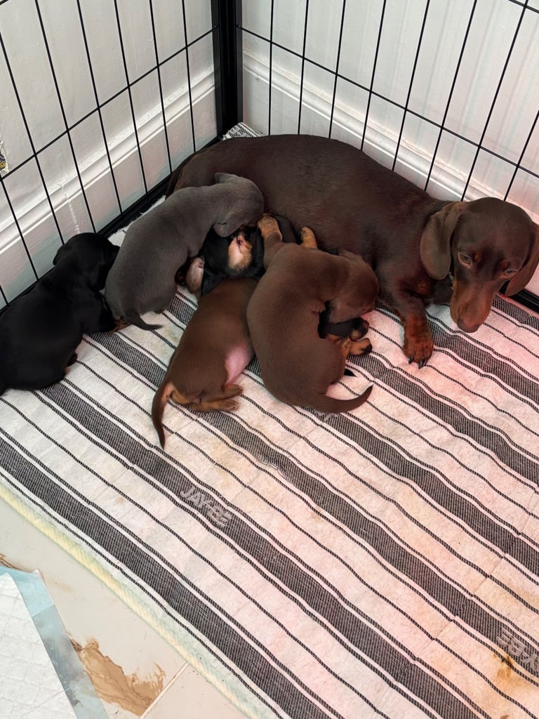 Miniature dachshund for sale £1200