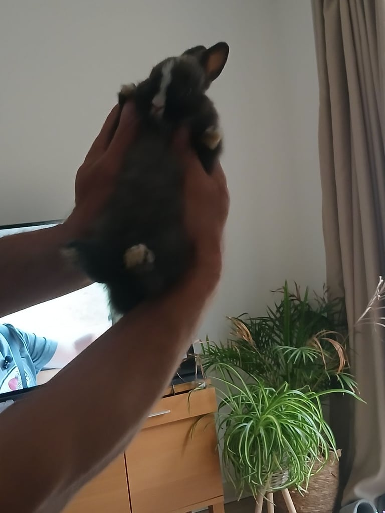  Holland dwarf bunny 