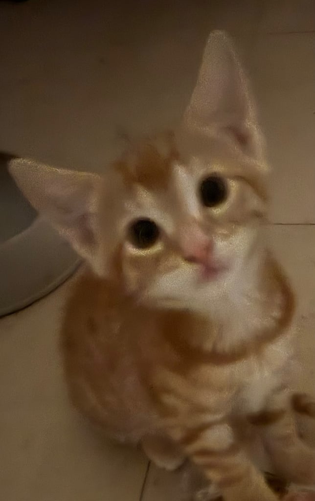 image for Ginger,Grey and black kittens