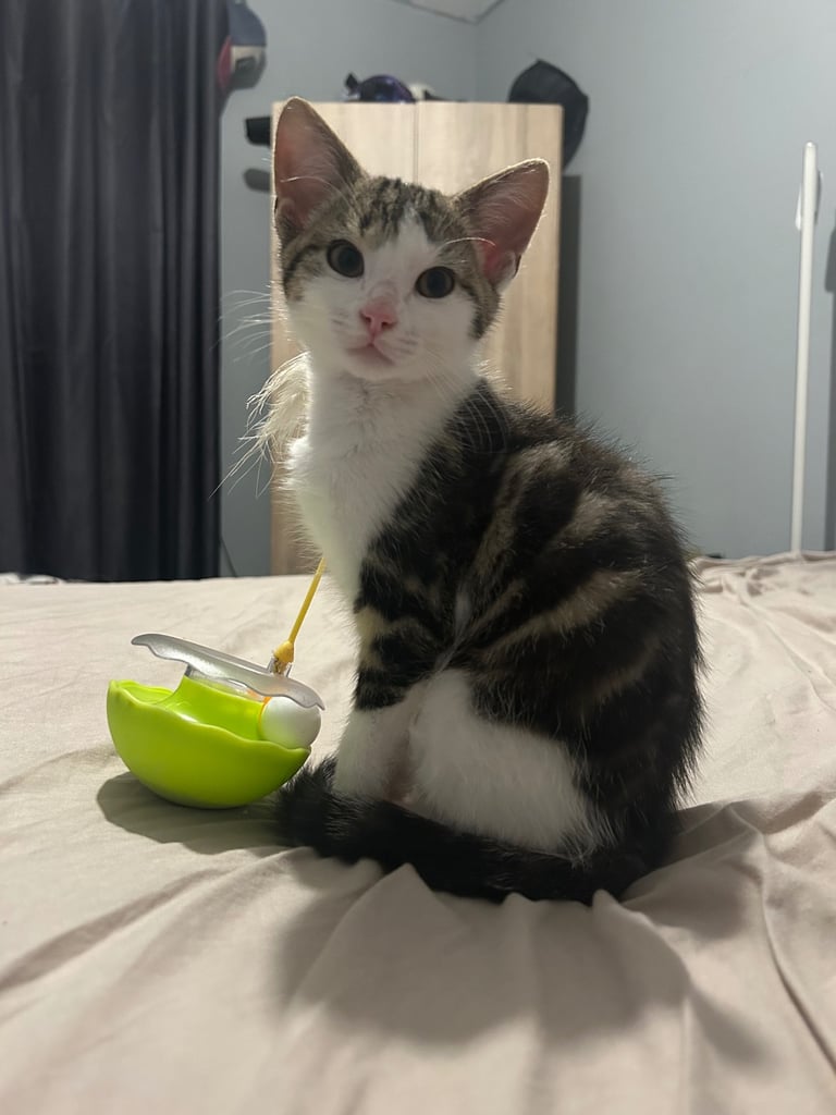 2 kittens 