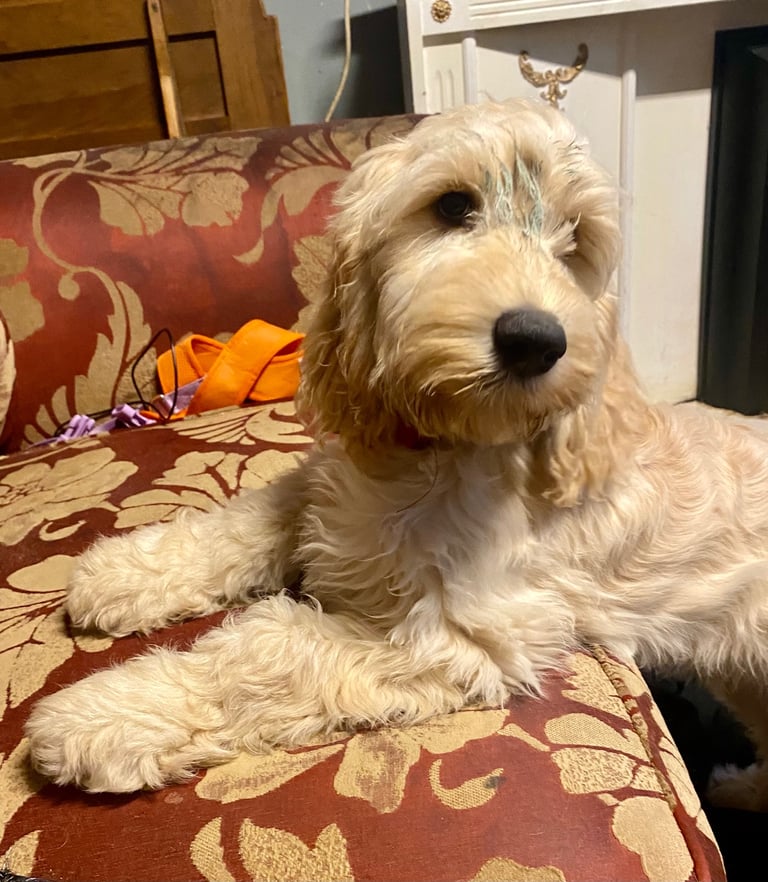  Beautiful Cocker doodle female puppy