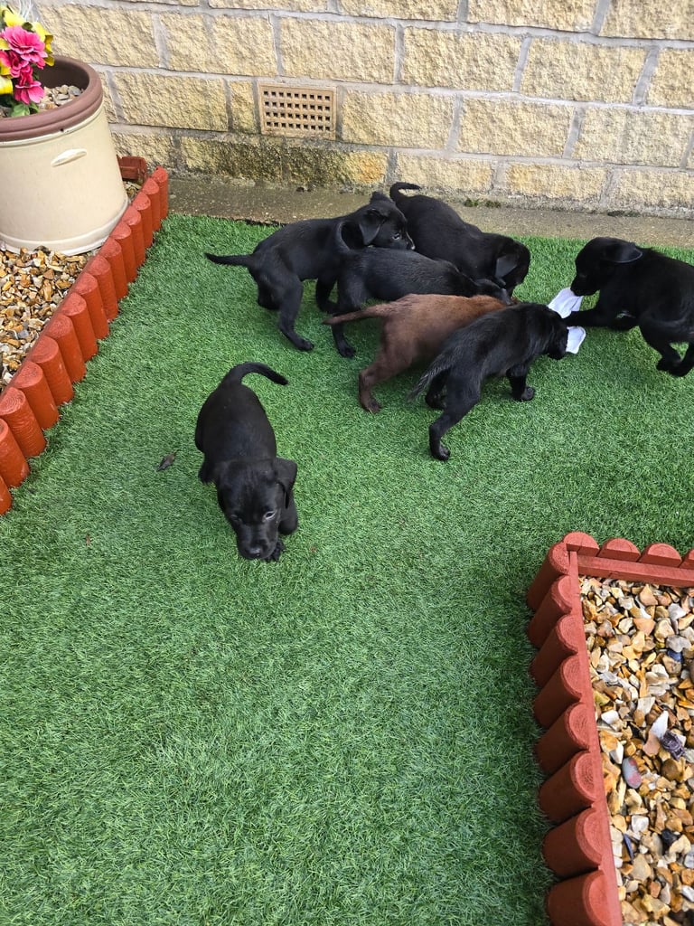 Beautiful black and chocolate labrador puppies 