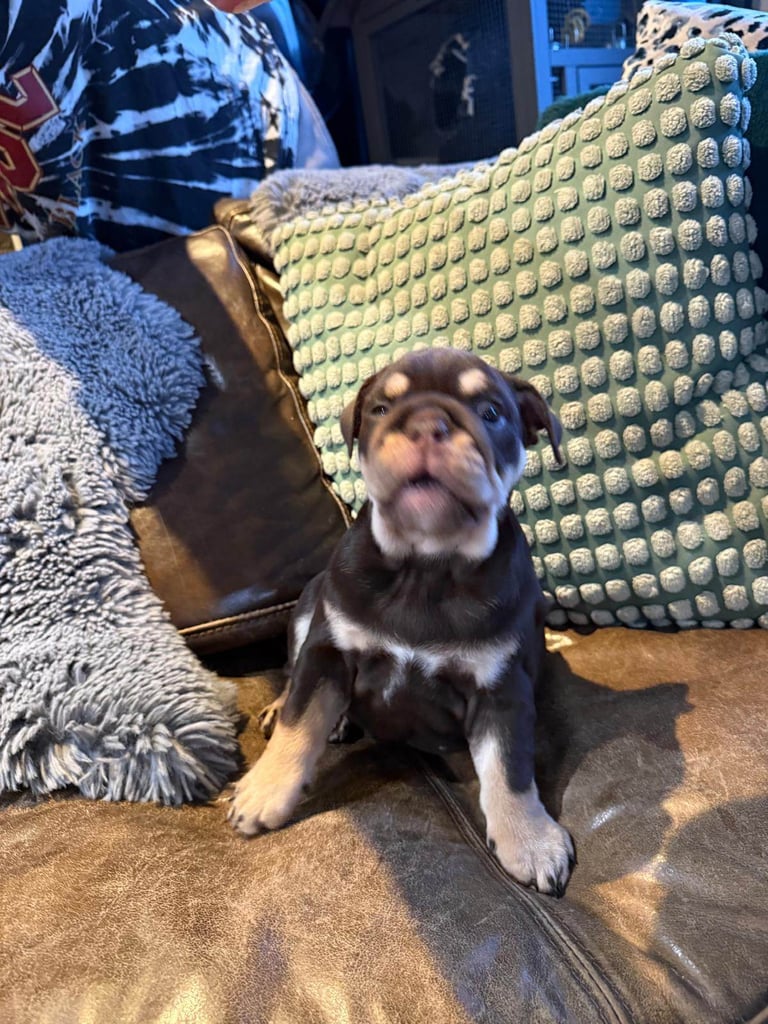 8 Week Old Female English Bulldog (Reduced due to Timewaster - READY NOW)