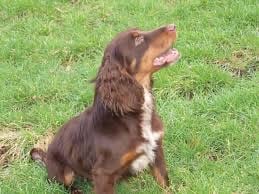 English Cocker spaniel puppies 