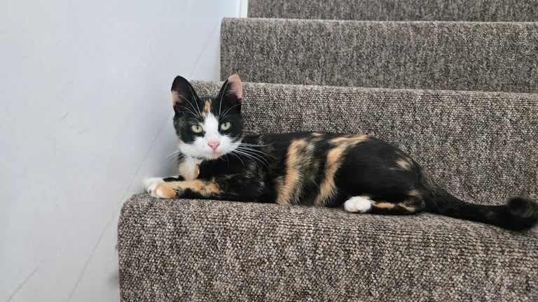 Calico Female Cat – 1 Year Old Responsible Rehoming
