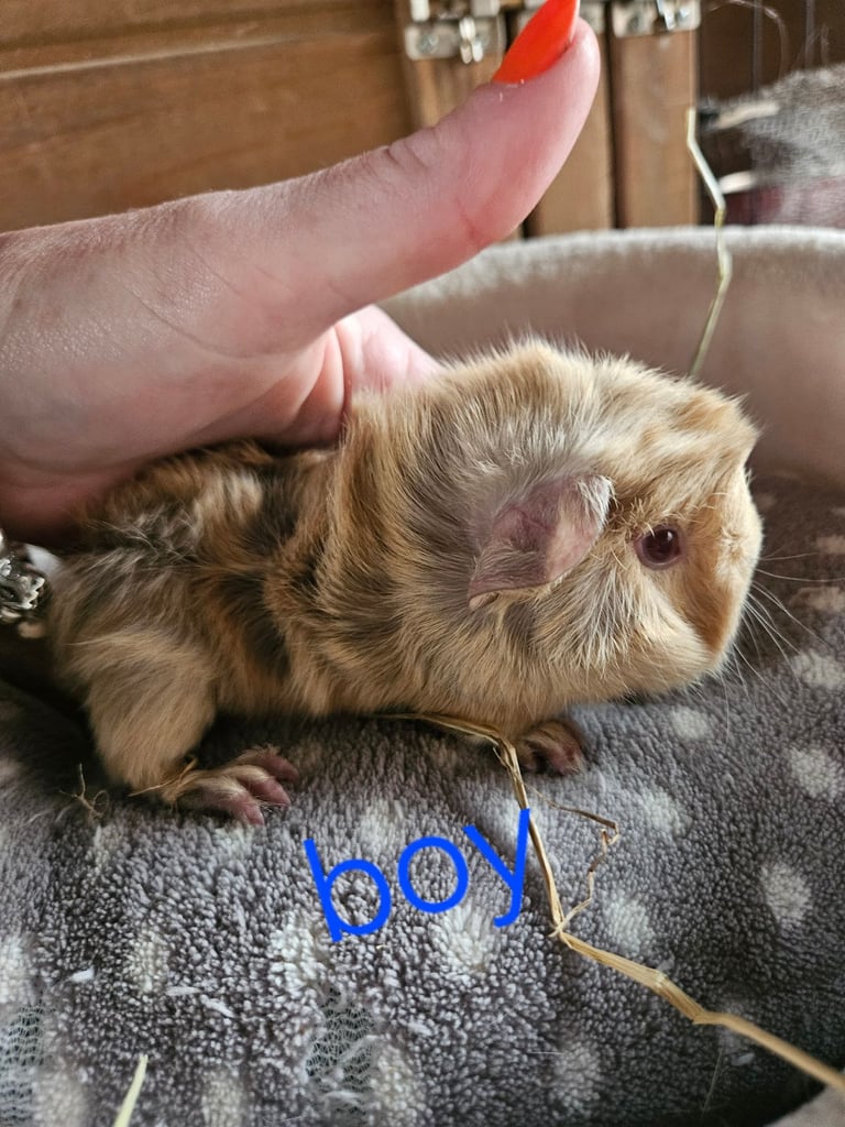 Baby guinea pigs ready now!