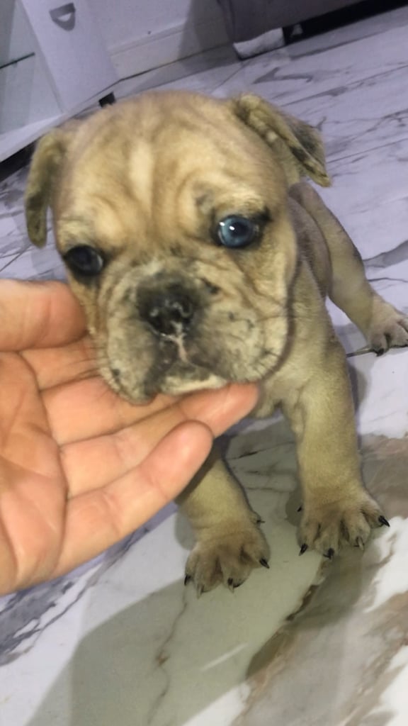 Minibull bulldogs frenchy x British 