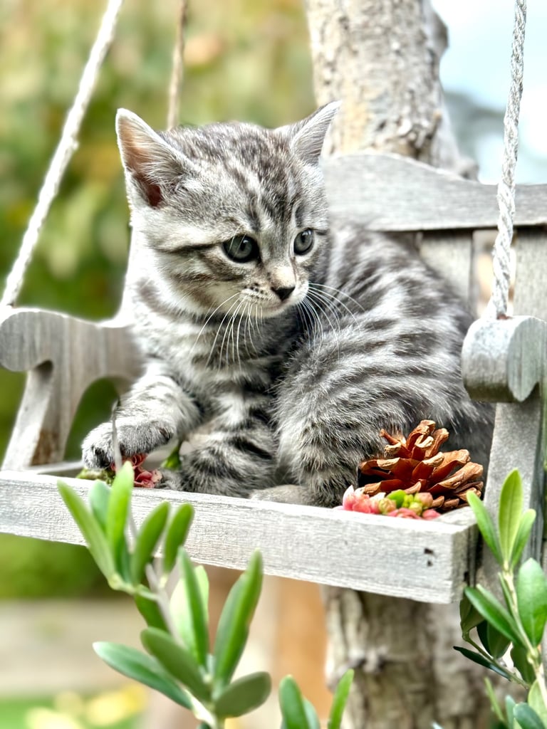 Beautiful Bengal Kittens 