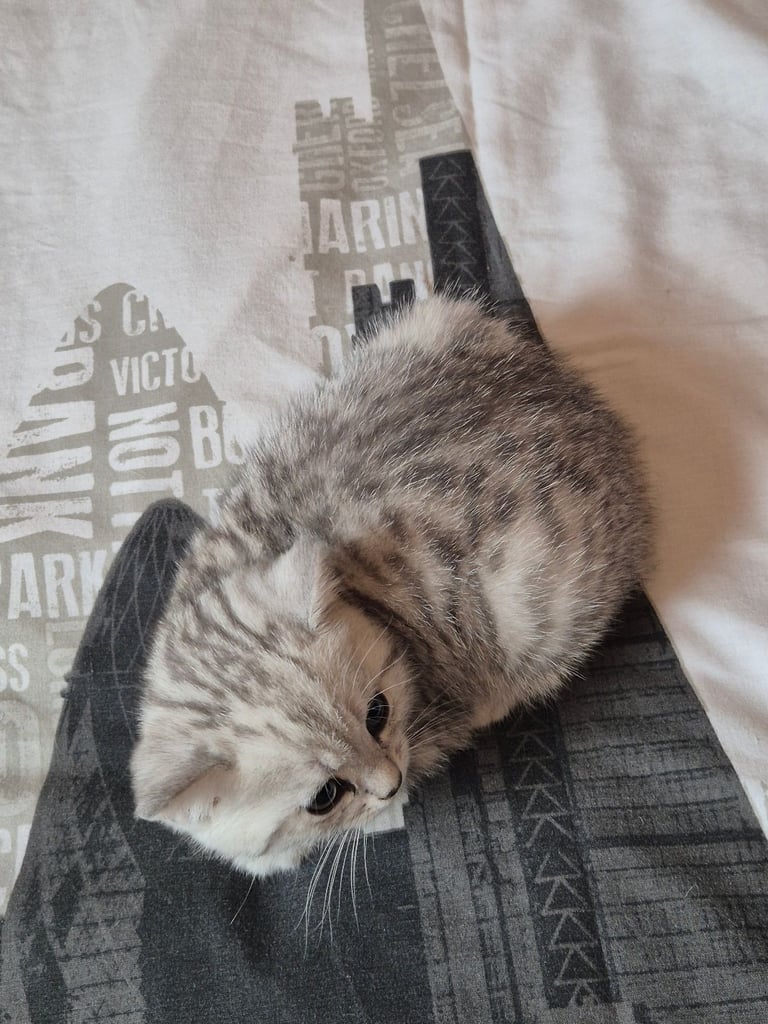British shorthair kitten (FEMALE)