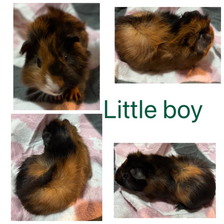 x1 boy guinea pigs