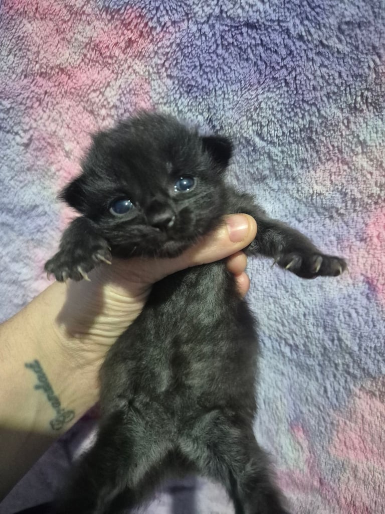 5 long haired kittens