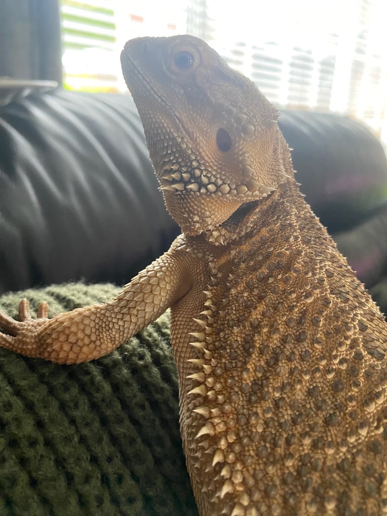 Bearded dragon and viv