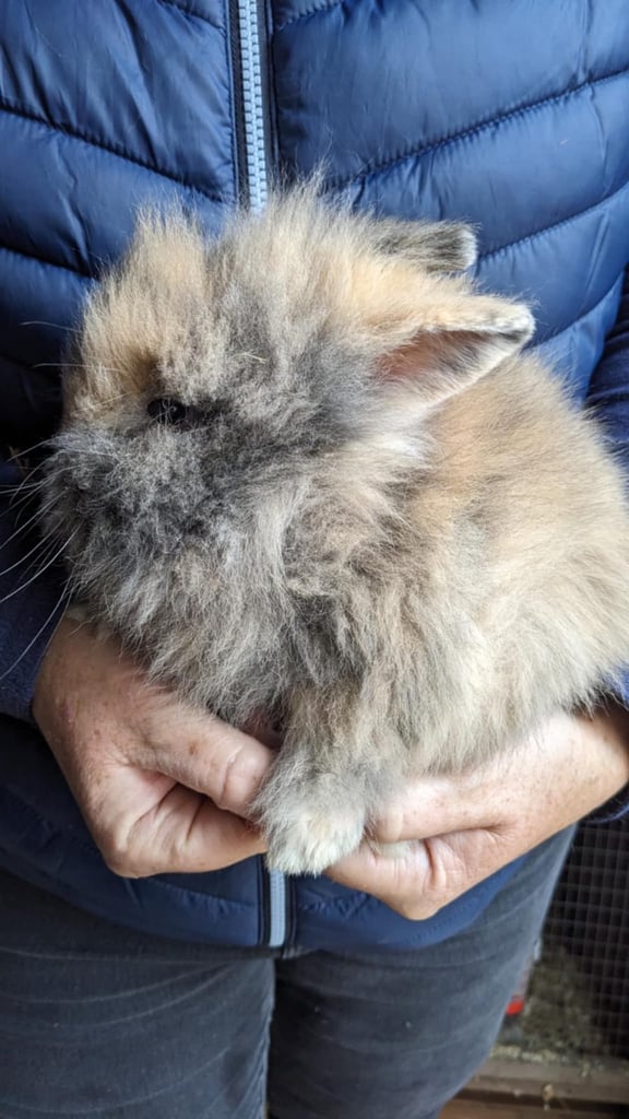 image for Double Maned Lionheads