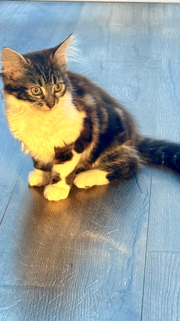 Kittygirl looking for home