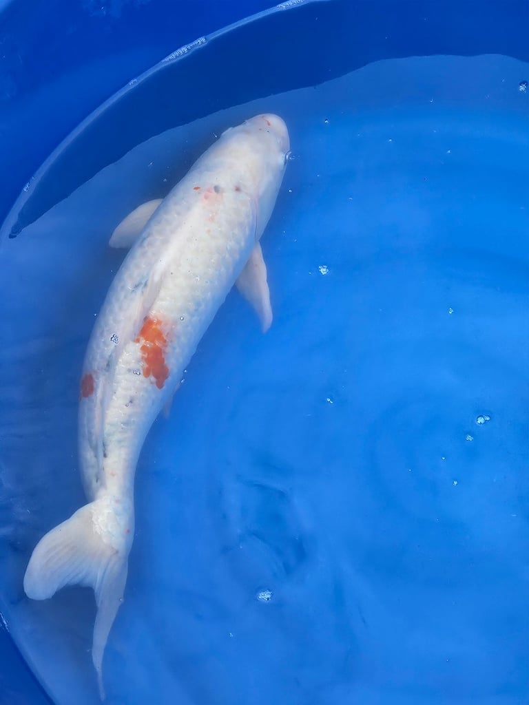 Large Japanese koi fish for sale 