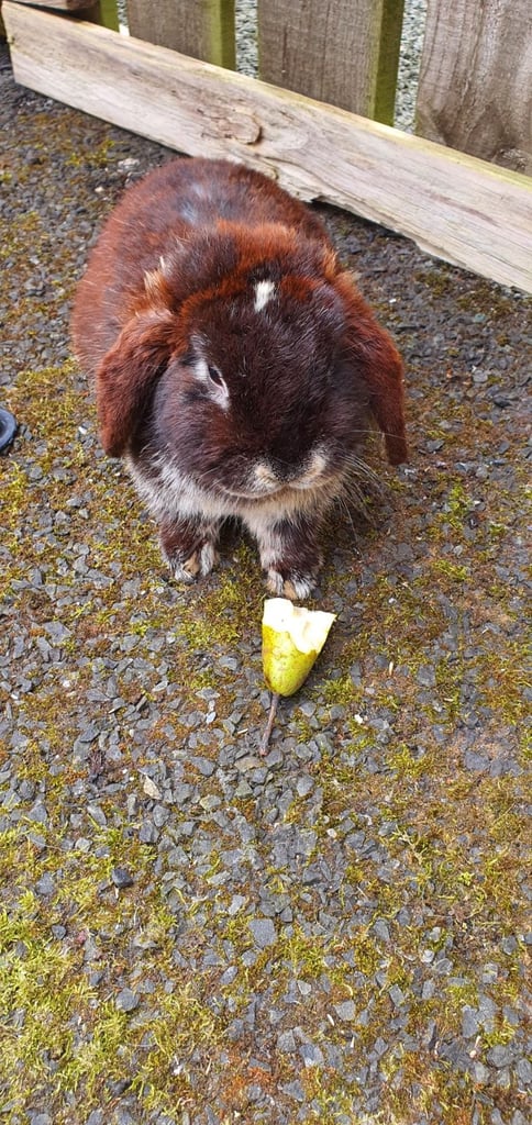 Its F.....r.eeeee Rabbit for sale il