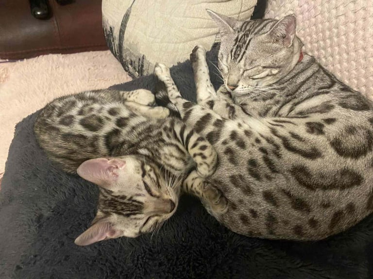 Silver bengals 