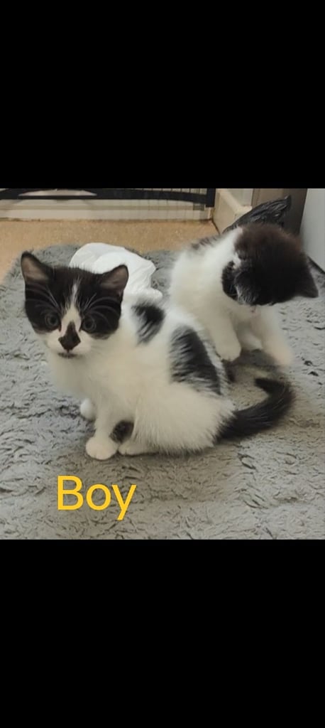 image for Kittens ready 3 girls 1 boy 